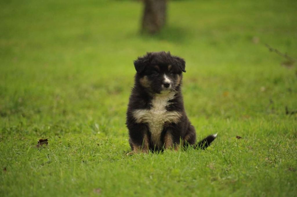 Of The Lion City - Chiot disponible  - Berger Australien