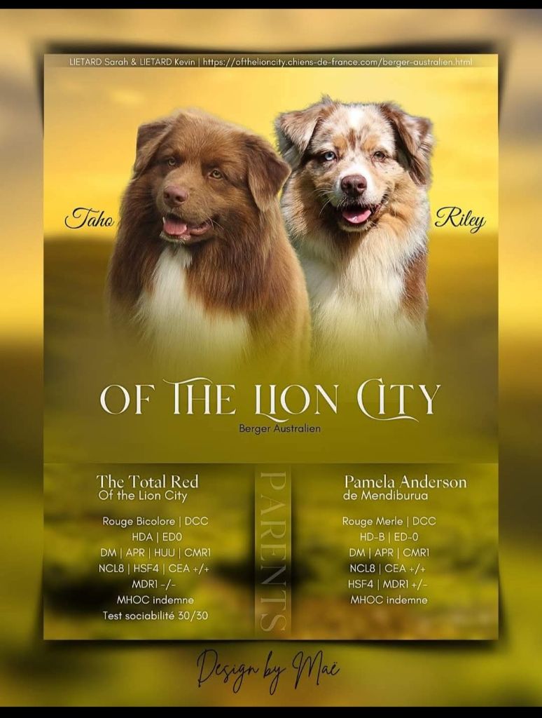 chiot Berger Australien Of The Lion City