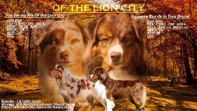 Of The Lion City - Berger Australien - Portée née le 15/12/2023