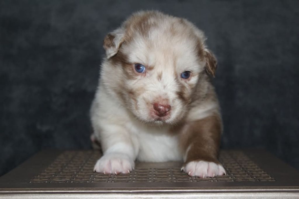Of The Lion City - Chiots disponibles - Berger Australien
