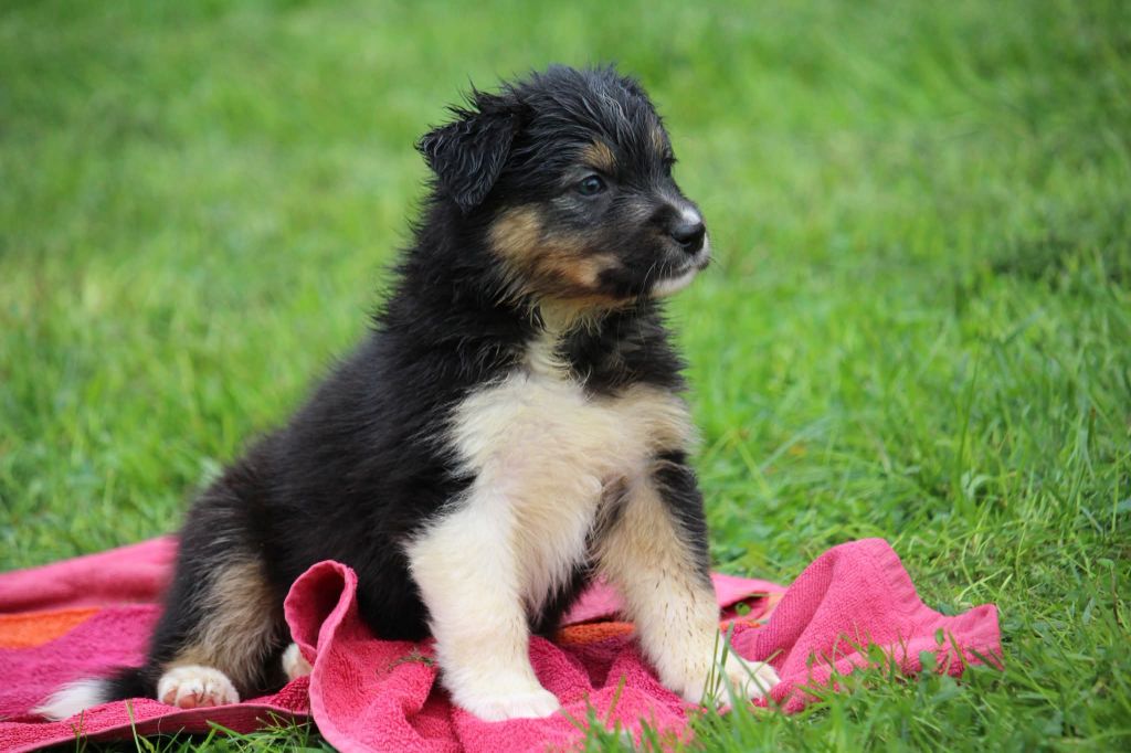 Of The Lion City - Chiots disponibles - Berger Australien