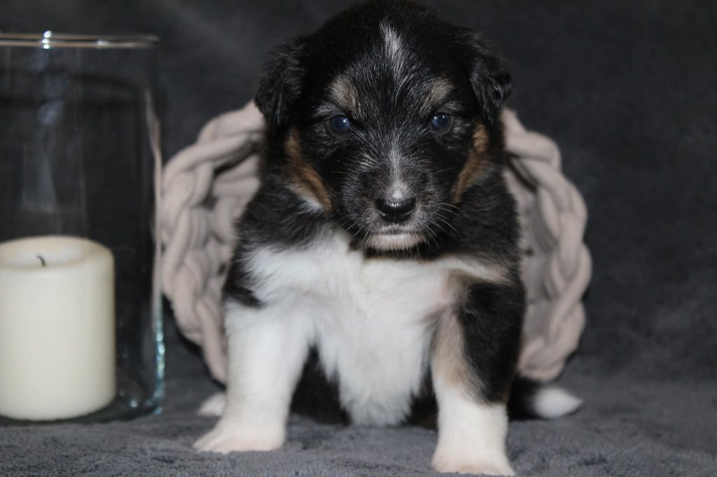 Of The Lion City - Chiots disponibles - Berger Australien