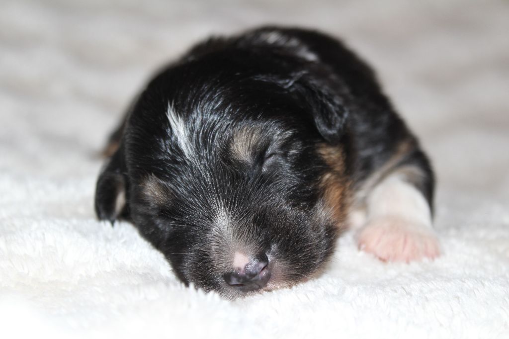 Of The Lion City - Chiots disponibles - Berger Australien