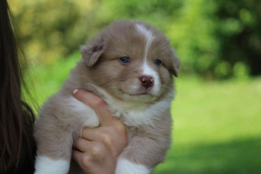 Of The Lion City - Chiots disponibles - Berger Australien