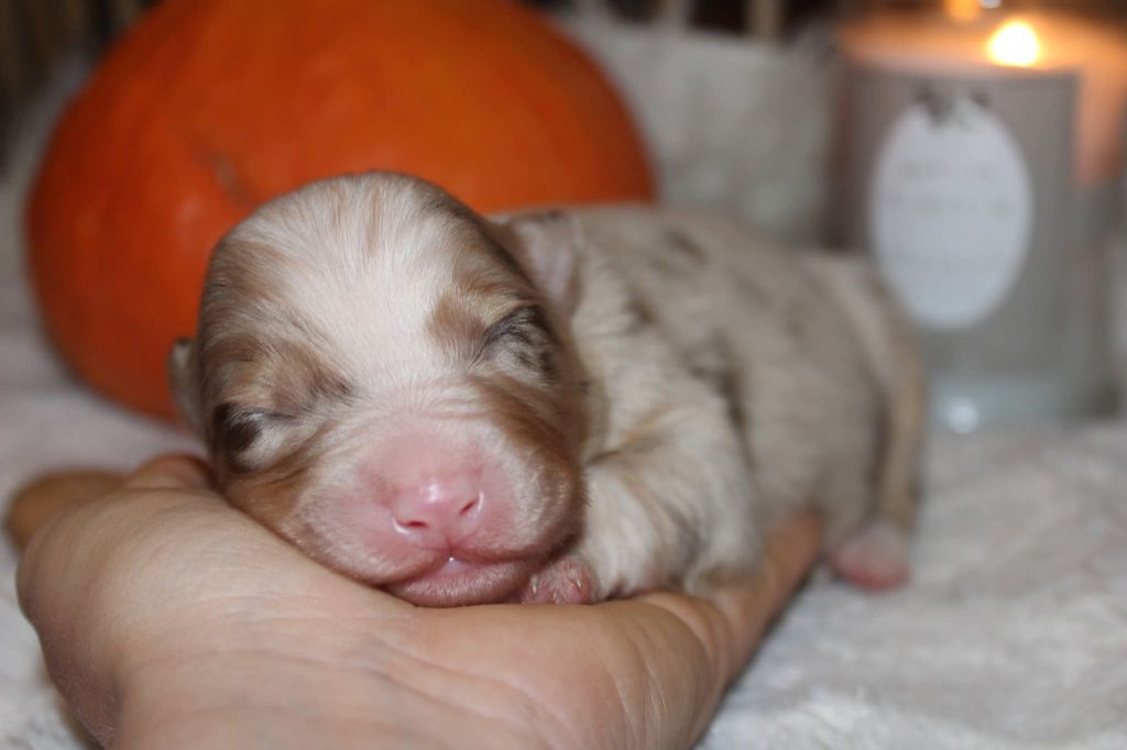 Of The Lion City - Chiots disponibles - Berger Australien