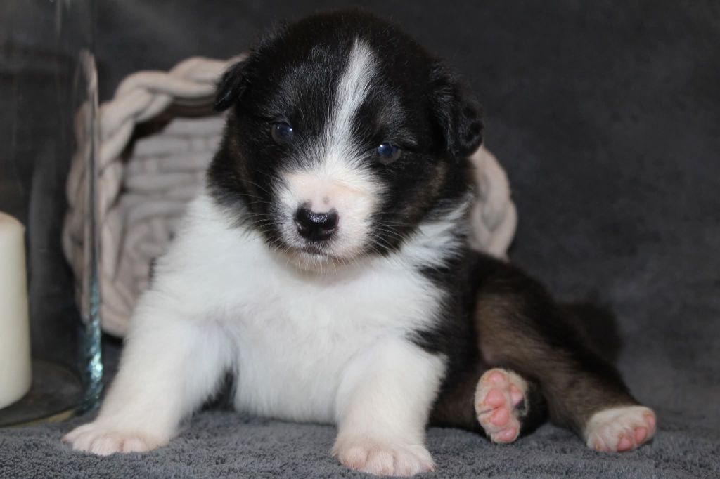 Of The Lion City - Chiots disponibles - Berger Australien