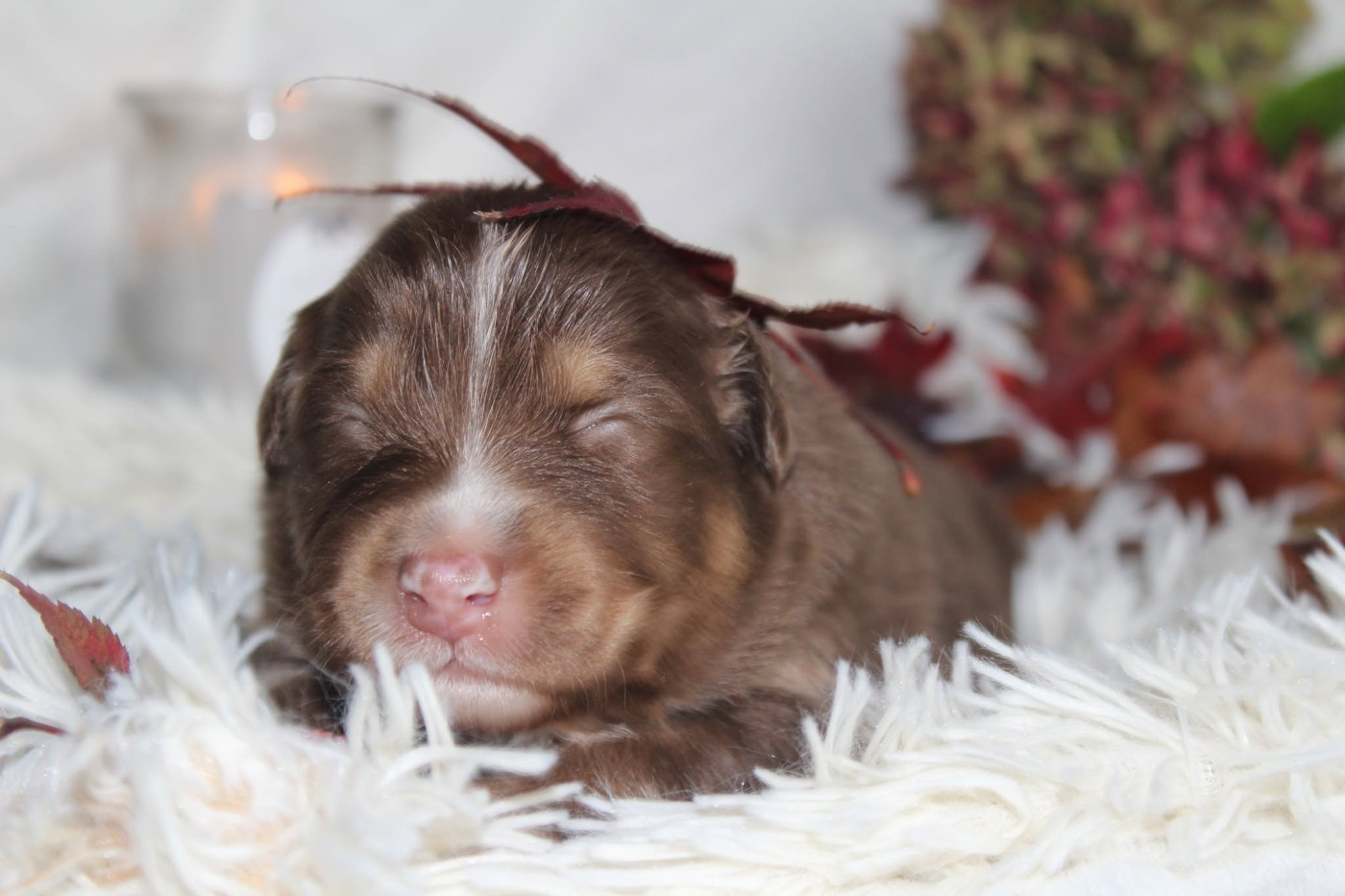 Of The Lion City - Chiots disponibles - Berger Australien