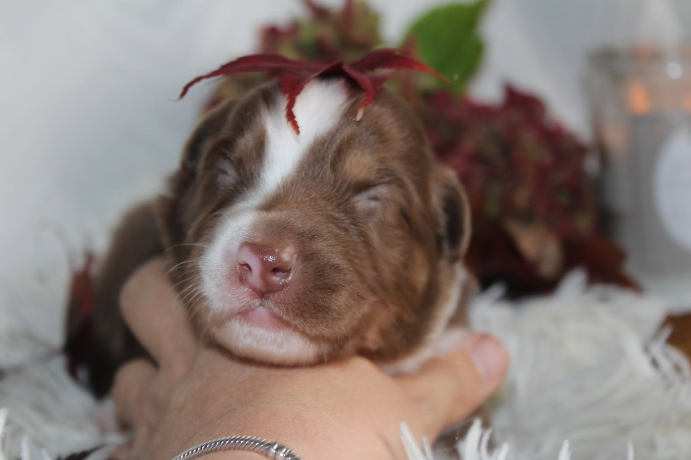 Of The Lion City - Chiots disponibles - Berger Australien