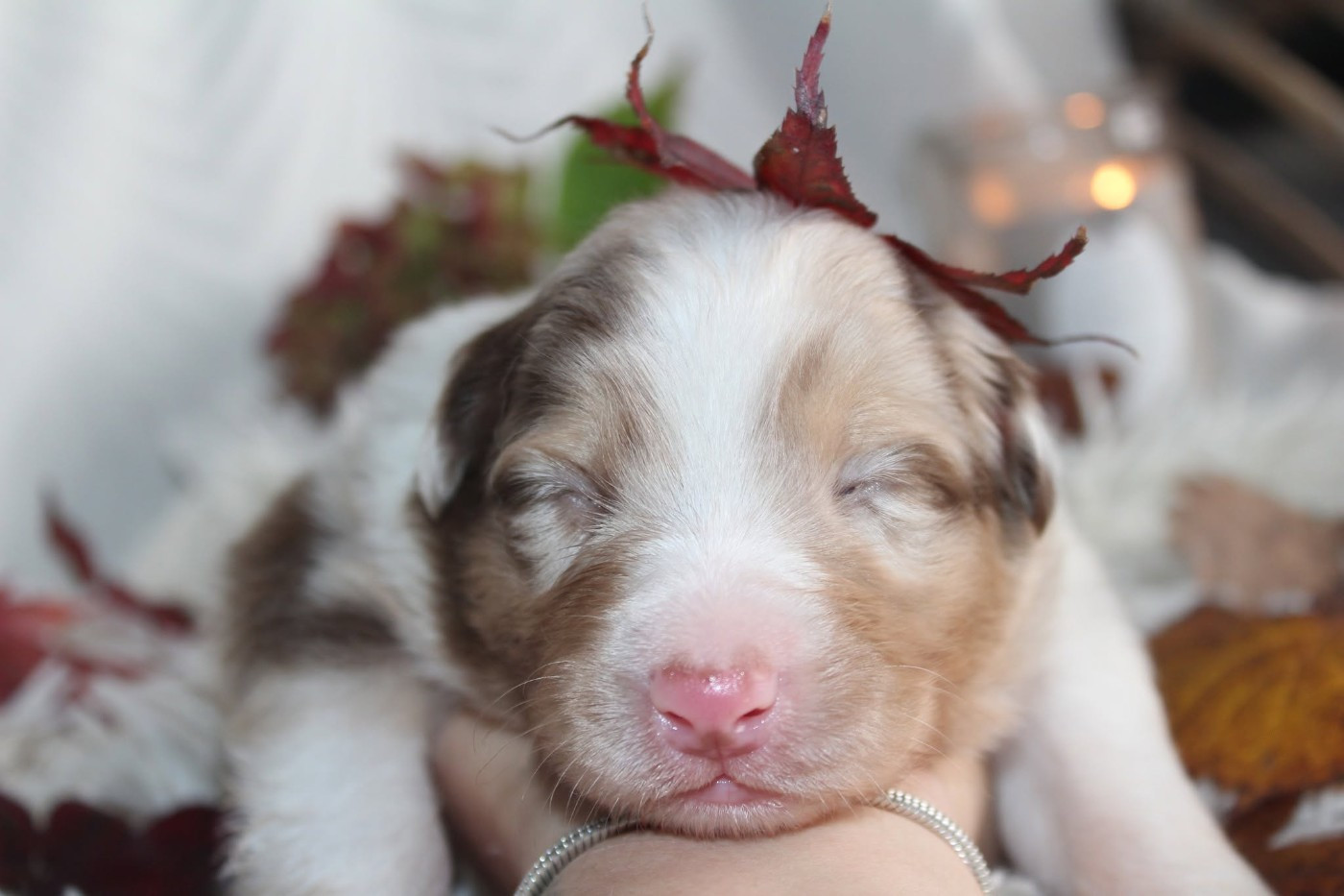 Of The Lion City - Chiots disponibles - Berger Australien