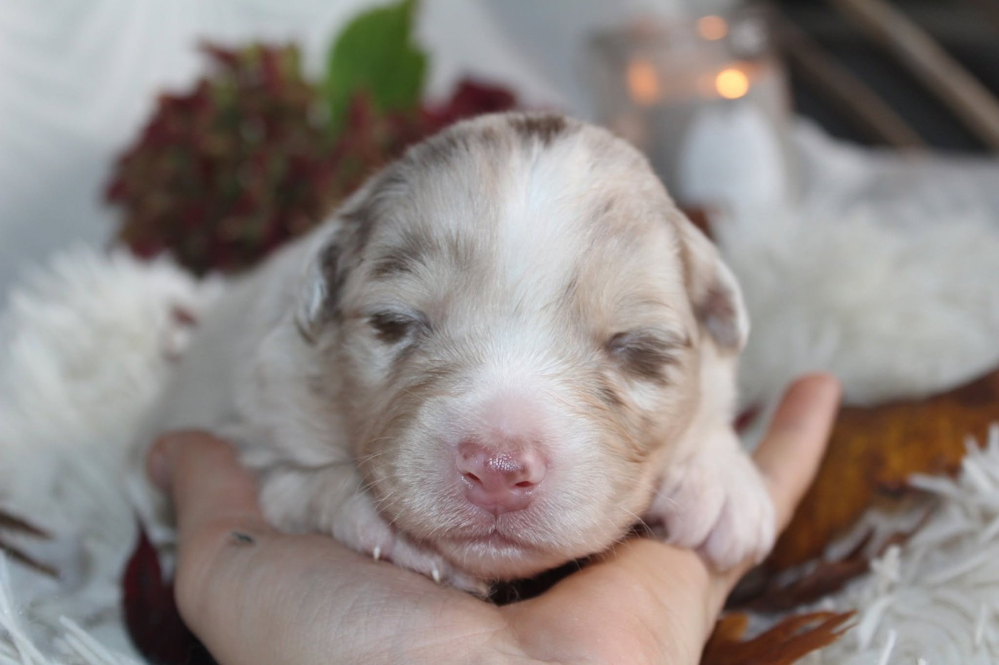 Of The Lion City - Chiots disponibles - Berger Australien