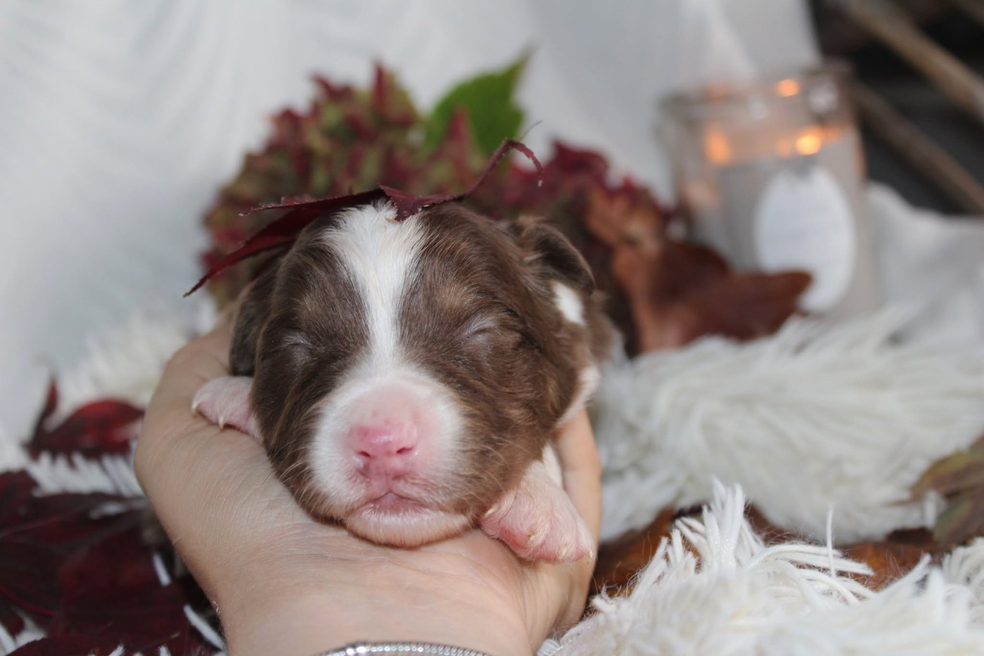 Of The Lion City - Chiots disponibles - Berger Australien