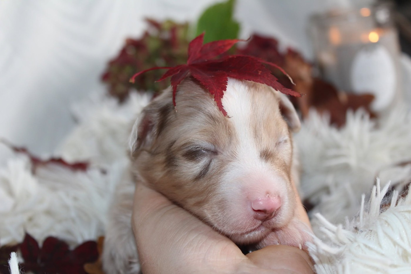 Of The Lion City - Chiots disponibles - Berger Australien