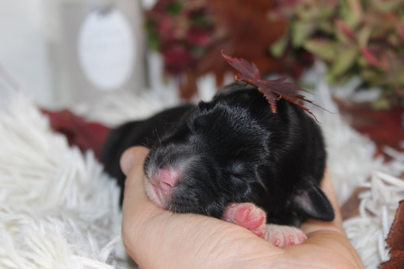 Of The Lion City - Chiots disponibles - Berger Australien