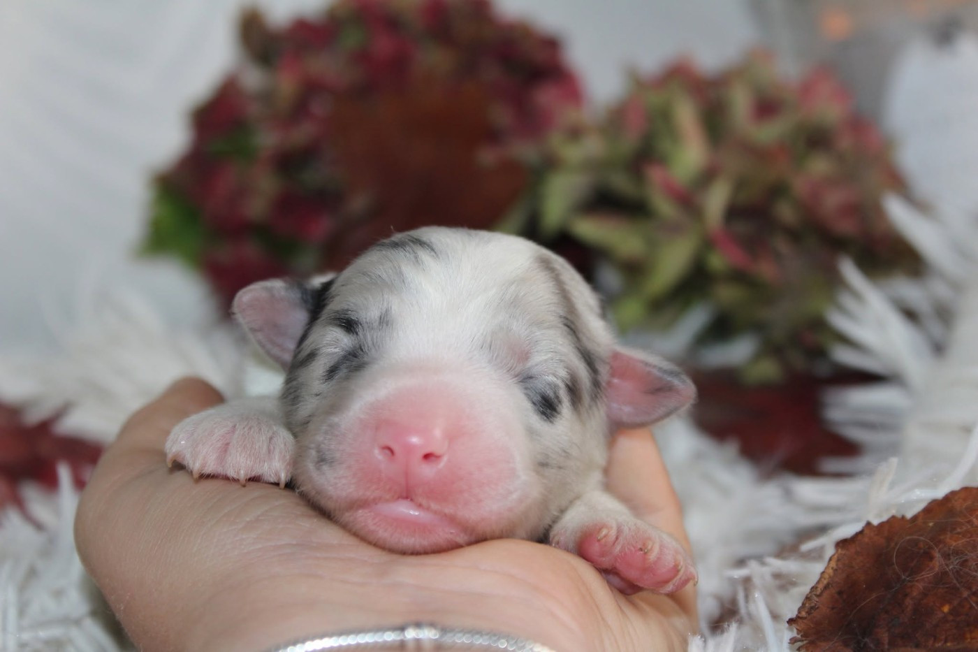 Of The Lion City - Chiots disponibles - Berger Australien