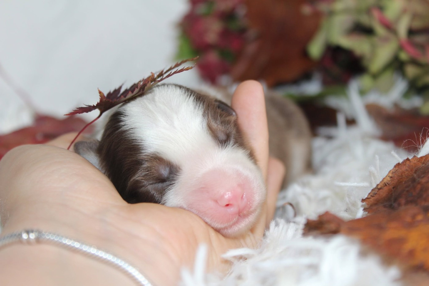 Of The Lion City - Chiots disponibles - Berger Australien