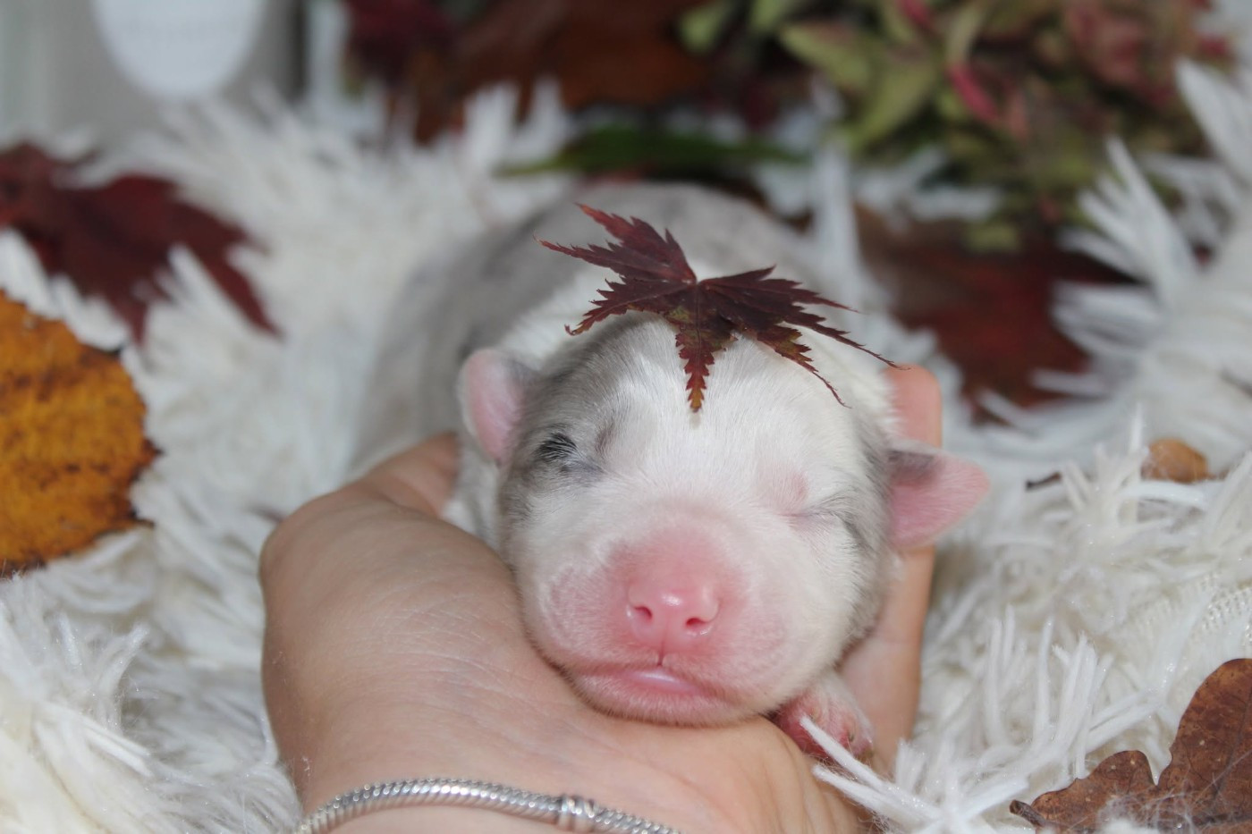 Of The Lion City - Chiots disponibles - Berger Australien