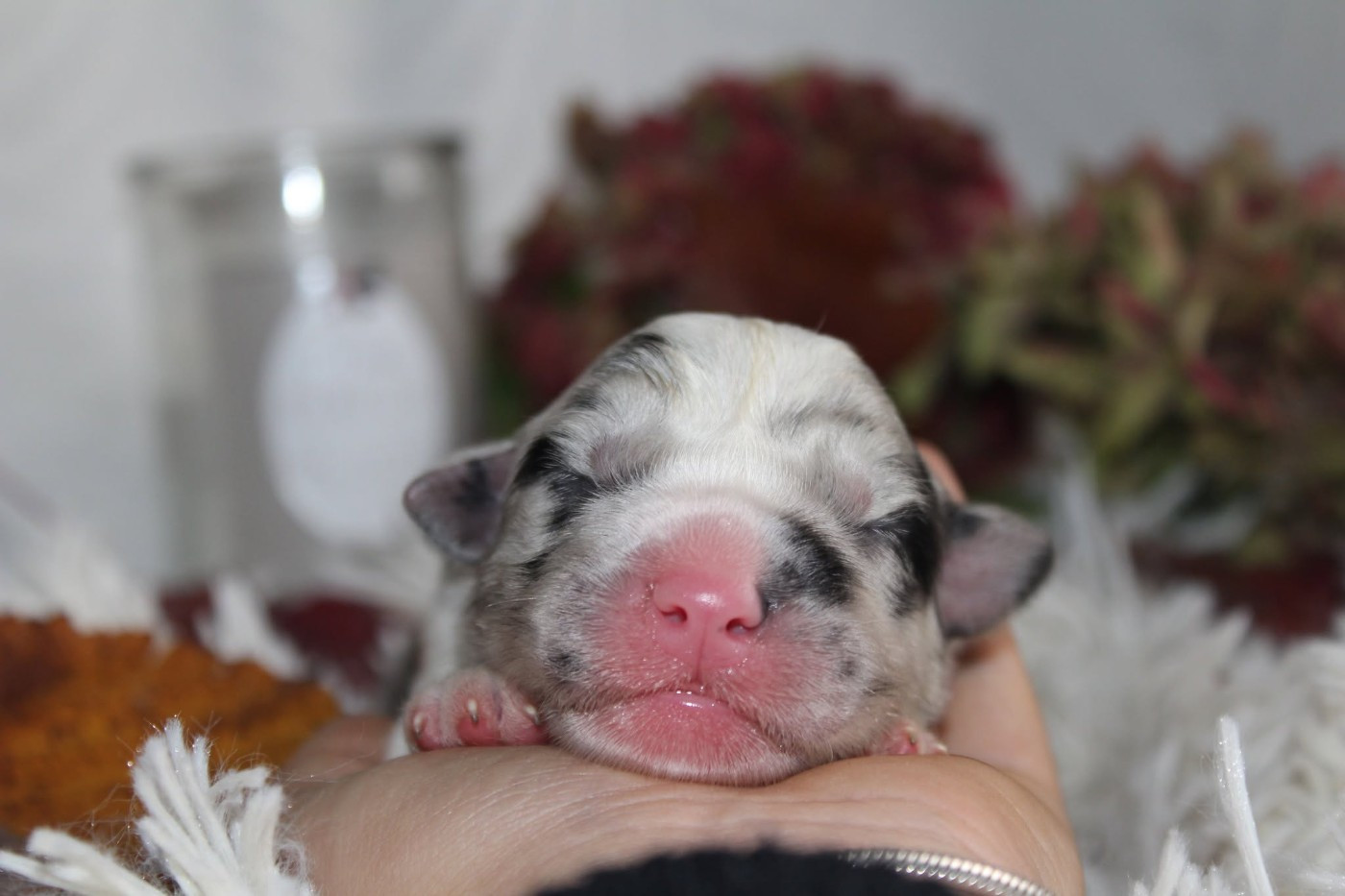 Of The Lion City - Chiots disponibles - Berger Australien