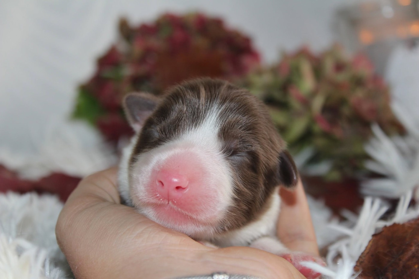 Of The Lion City - Chiots disponibles - Berger Australien