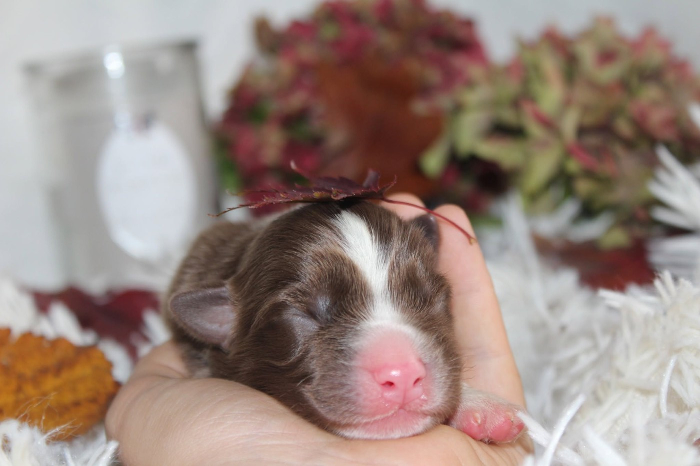 Of The Lion City - Chiots disponibles - Berger Australien