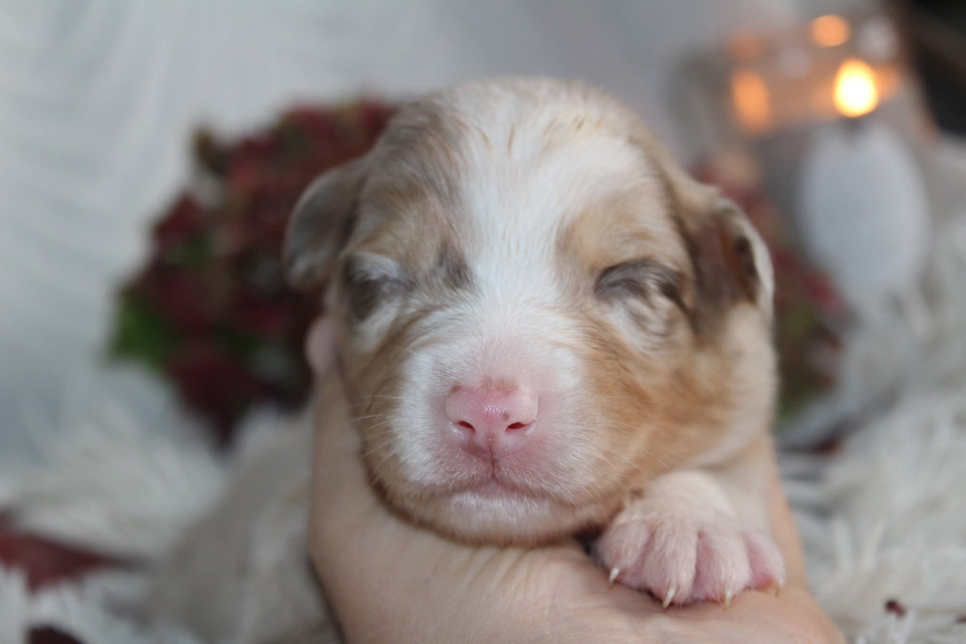 Of The Lion City - Chiots disponibles - Berger Australien