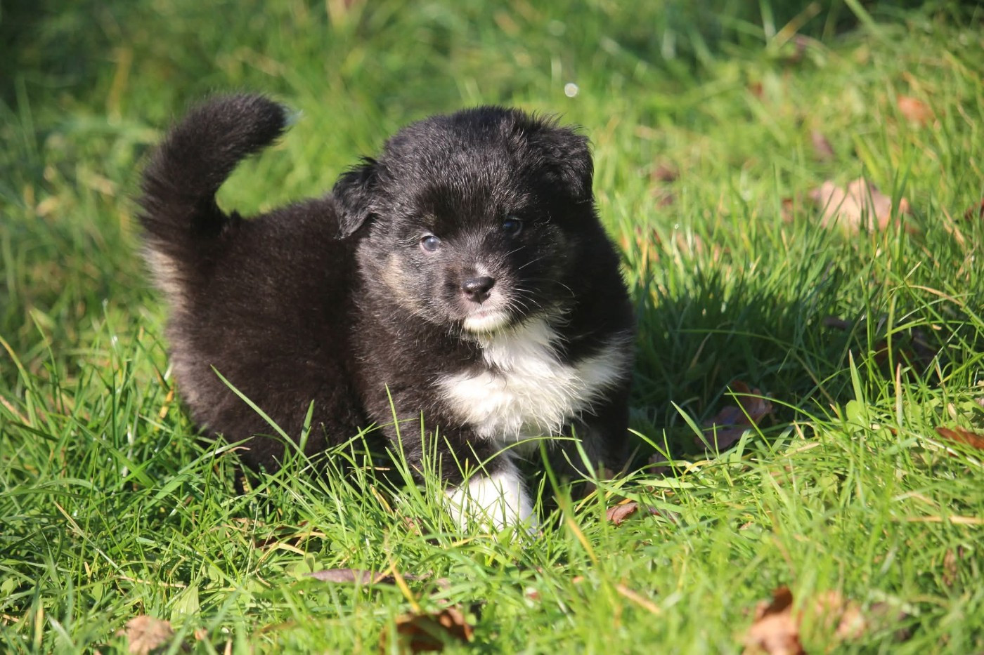 Of The Lion City - Chiots disponibles - Berger Australien