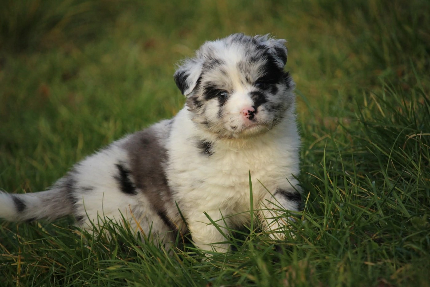 Of The Lion City - Chiots disponibles - Berger Australien