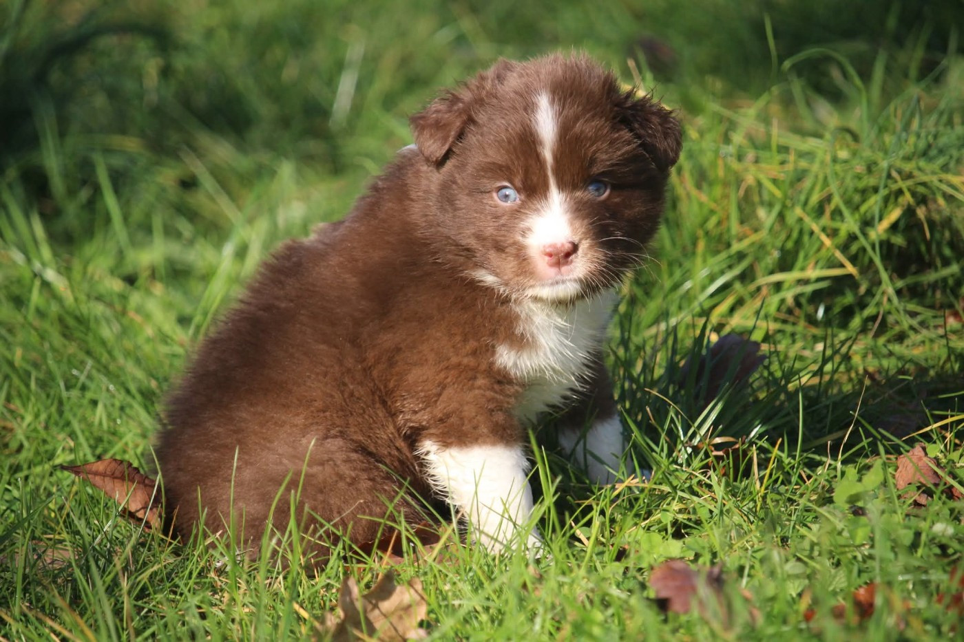 Of The Lion City - Chiots disponibles - Berger Australien