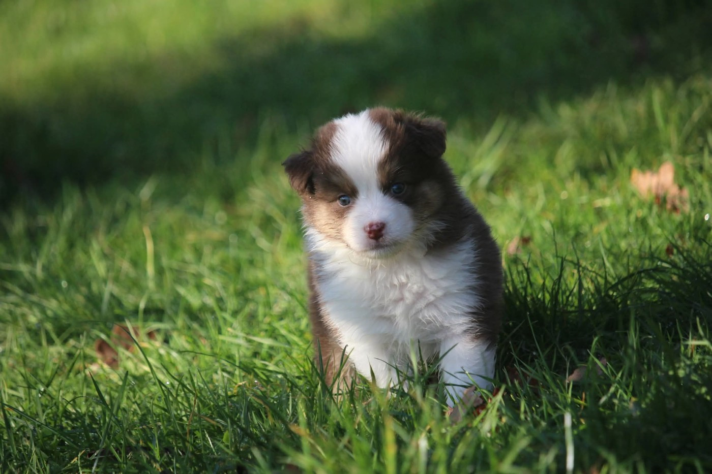 Of The Lion City - Chiots disponibles - Berger Australien