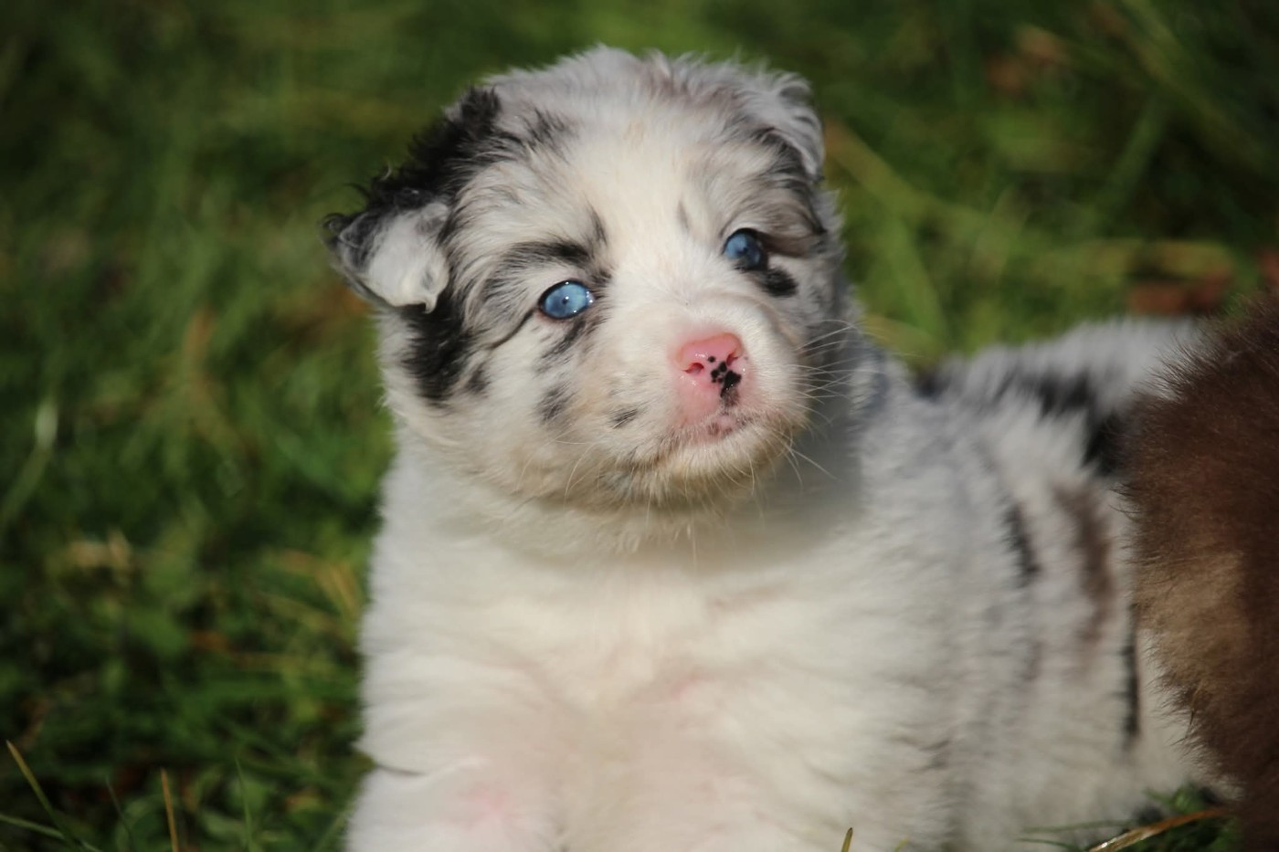 Of The Lion City - Chiots disponibles - Berger Australien