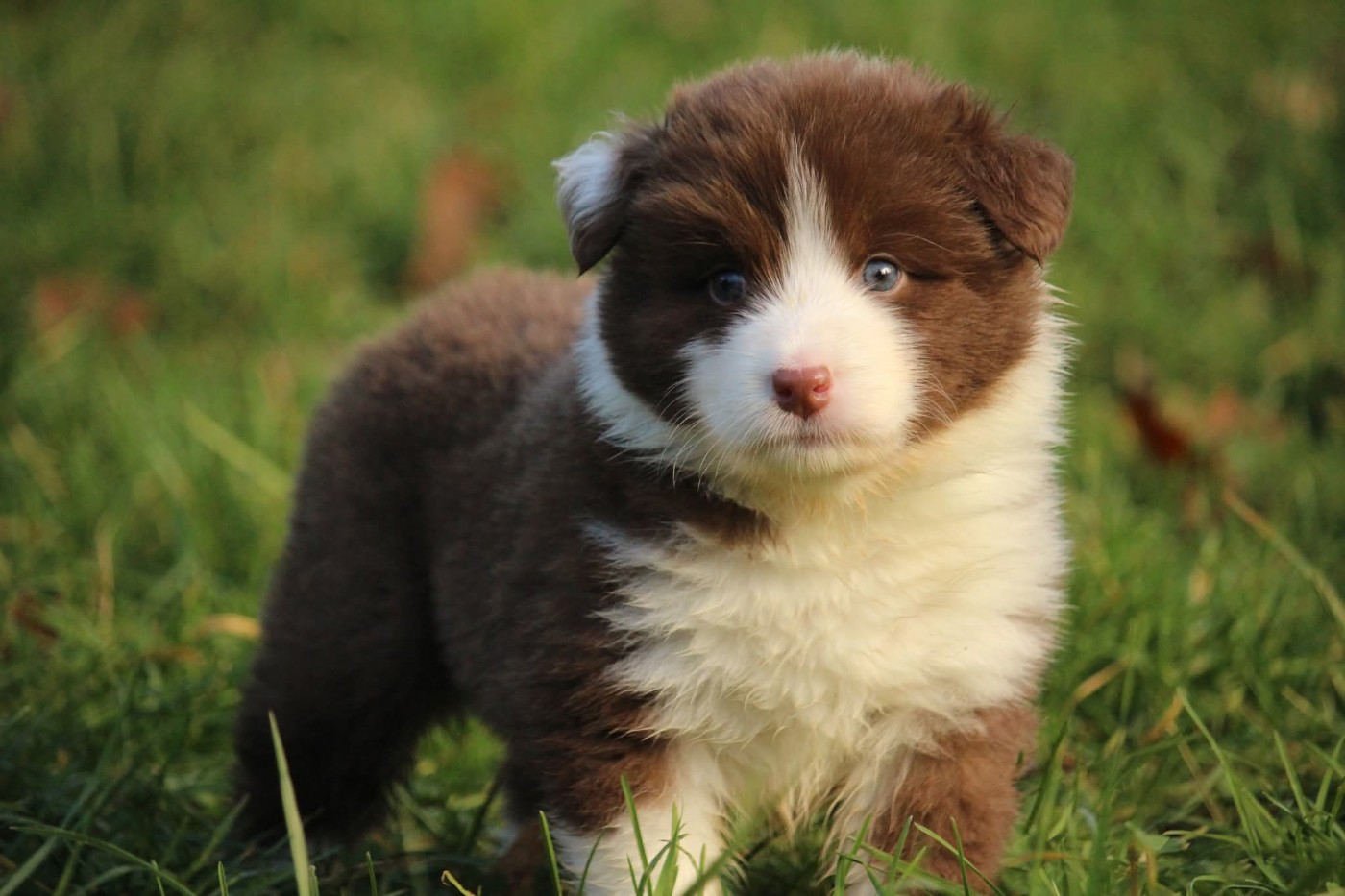 Of The Lion City - Chiots disponibles - Berger Australien