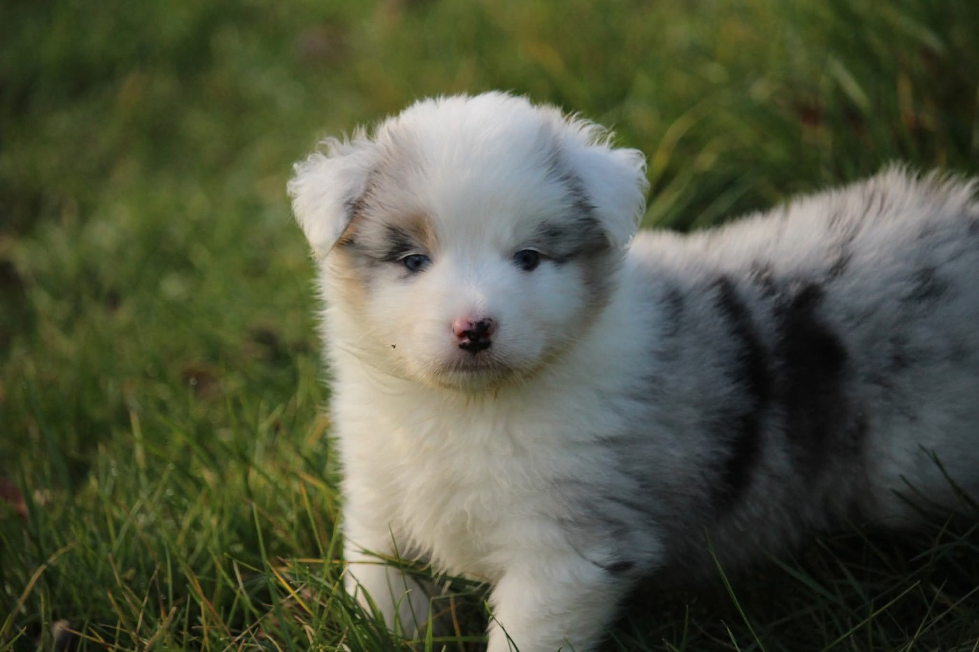 Of The Lion City - Chiots disponibles - Berger Australien