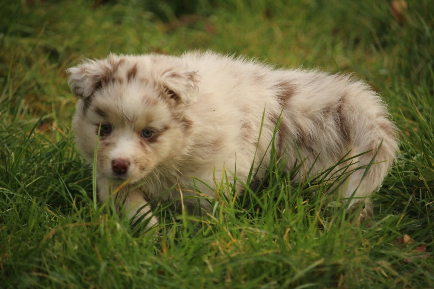 Of The Lion City - Chiots disponibles - Berger Australien