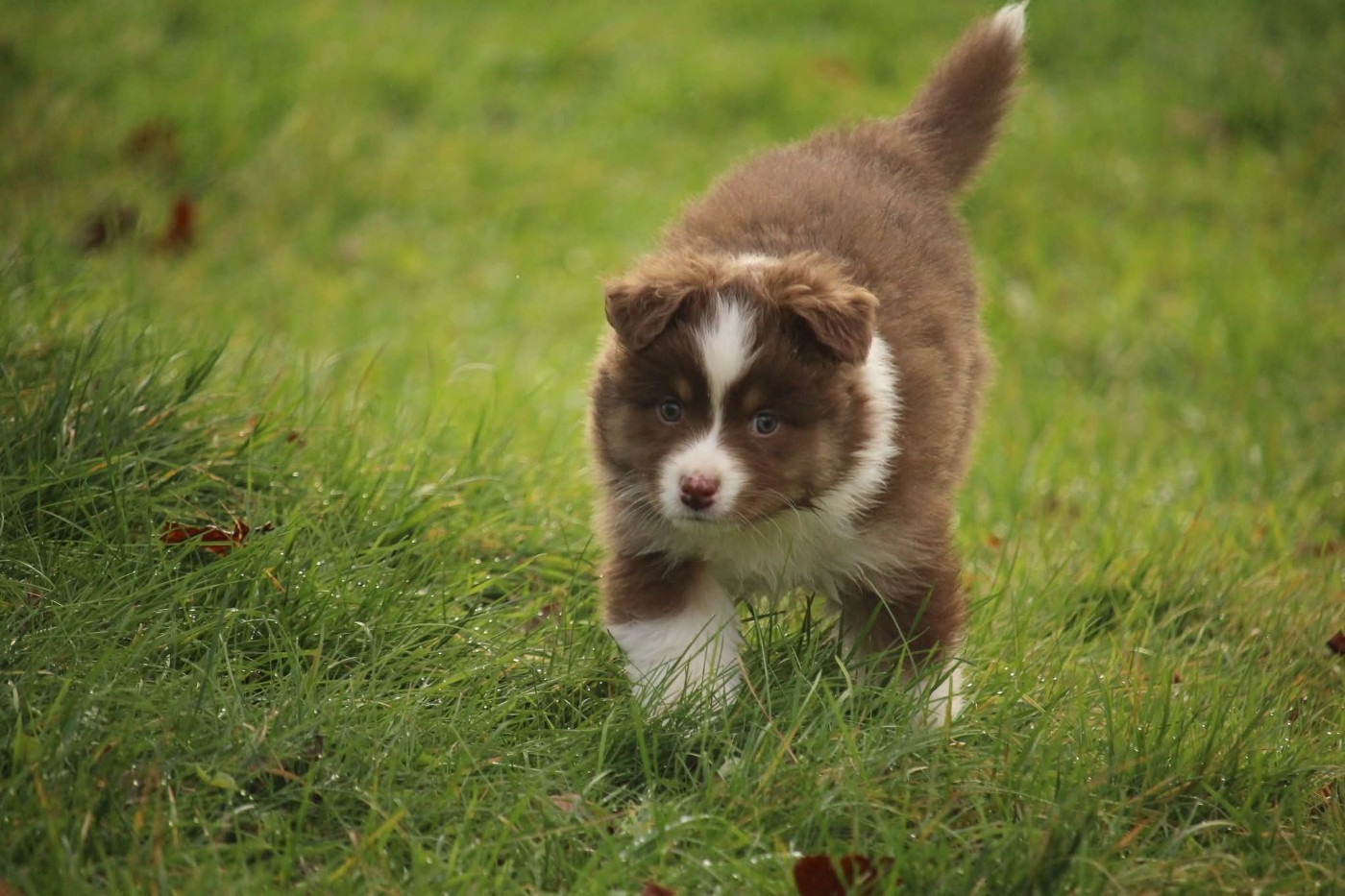 Of The Lion City - Chiots disponibles - Berger Australien