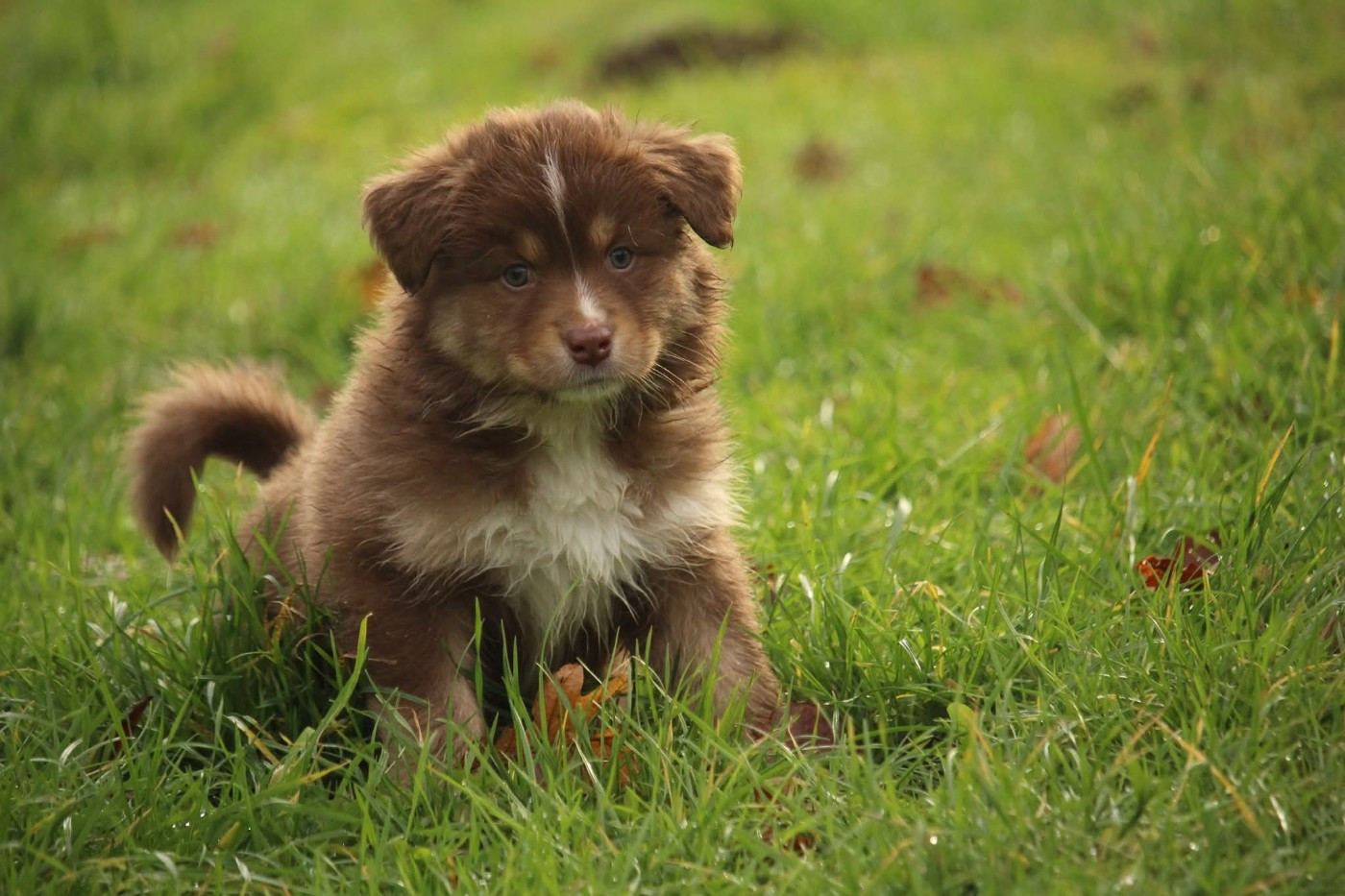Of The Lion City - Chiots disponibles - Berger Australien
