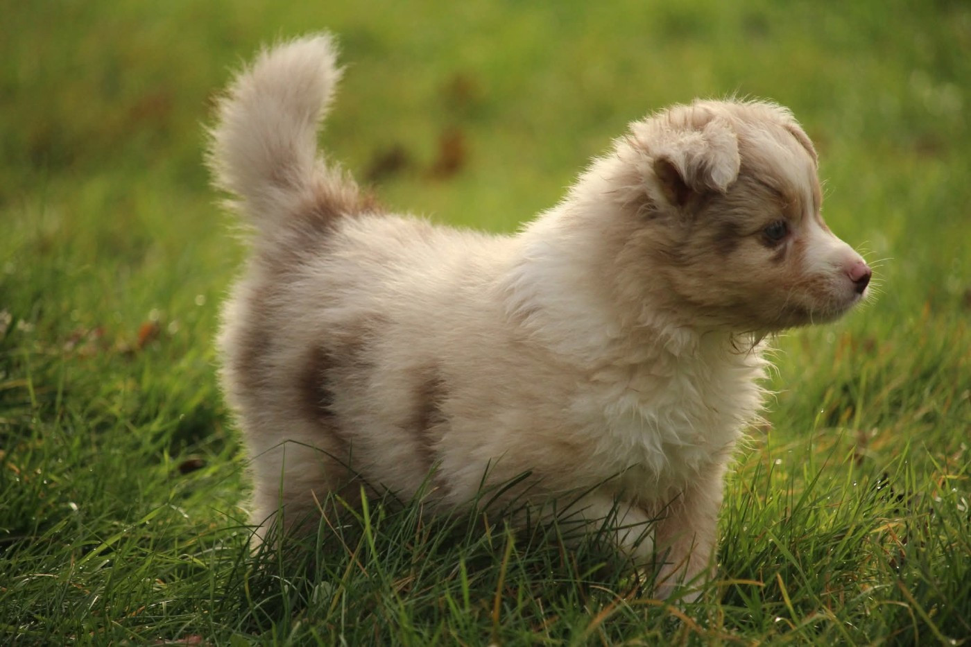 Of The Lion City - Chiots disponibles - Berger Australien