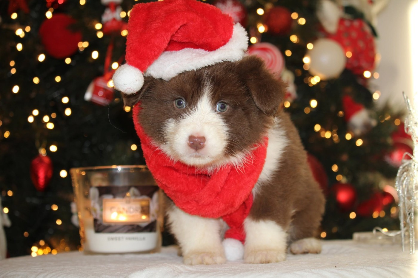 Of The Lion City - Chiots disponibles - Berger Australien