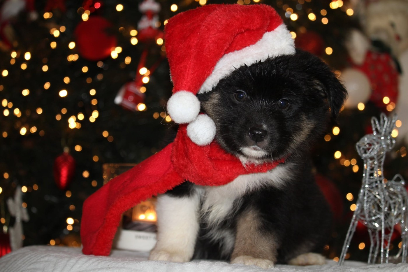 Of The Lion City - Chiots disponibles - Berger Australien