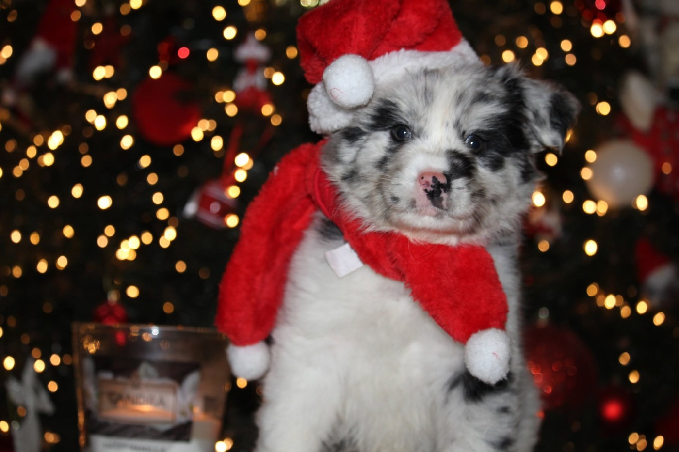 Of The Lion City - Chiots disponibles - Berger Australien