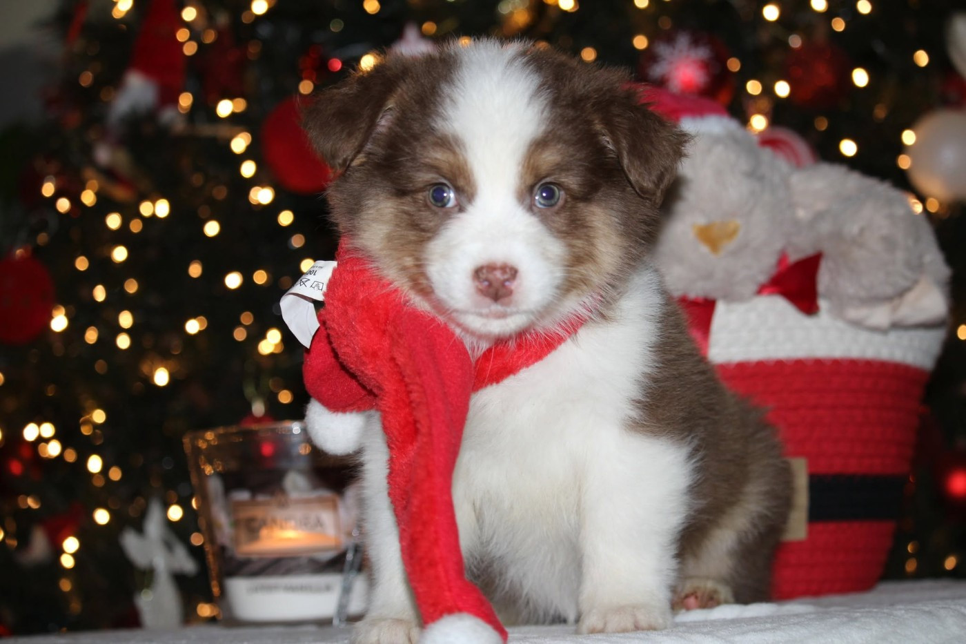 Of The Lion City - Chiots disponibles - Berger Australien