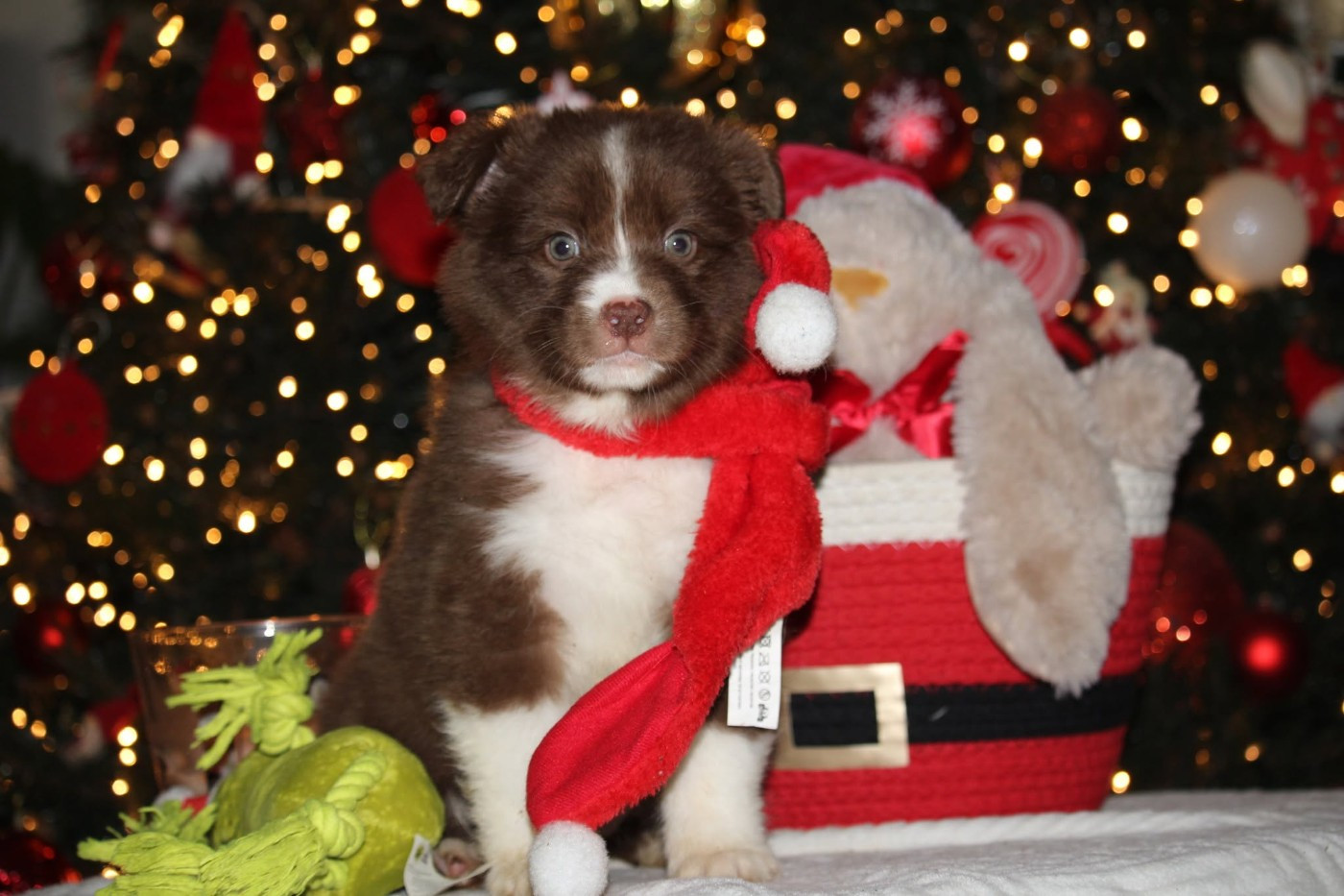 Of The Lion City - Chiots disponibles - Berger Australien