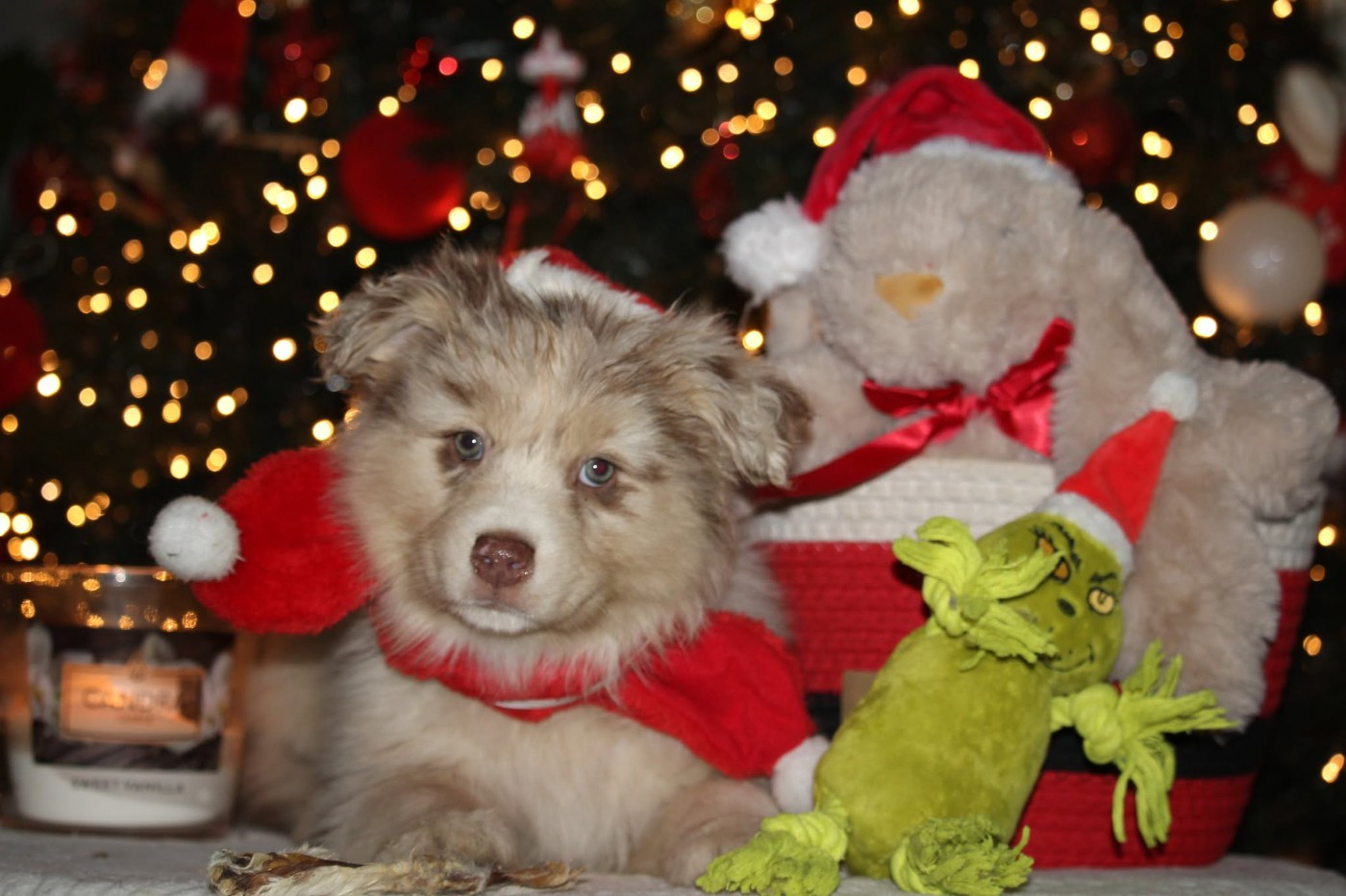 Of The Lion City - Chiots disponibles - Berger Australien