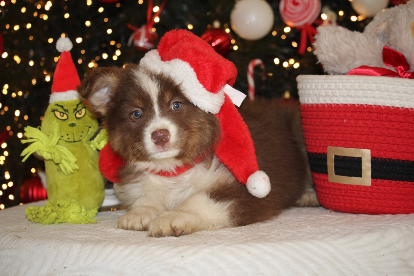 Of The Lion City - Chiots disponibles - Berger Australien