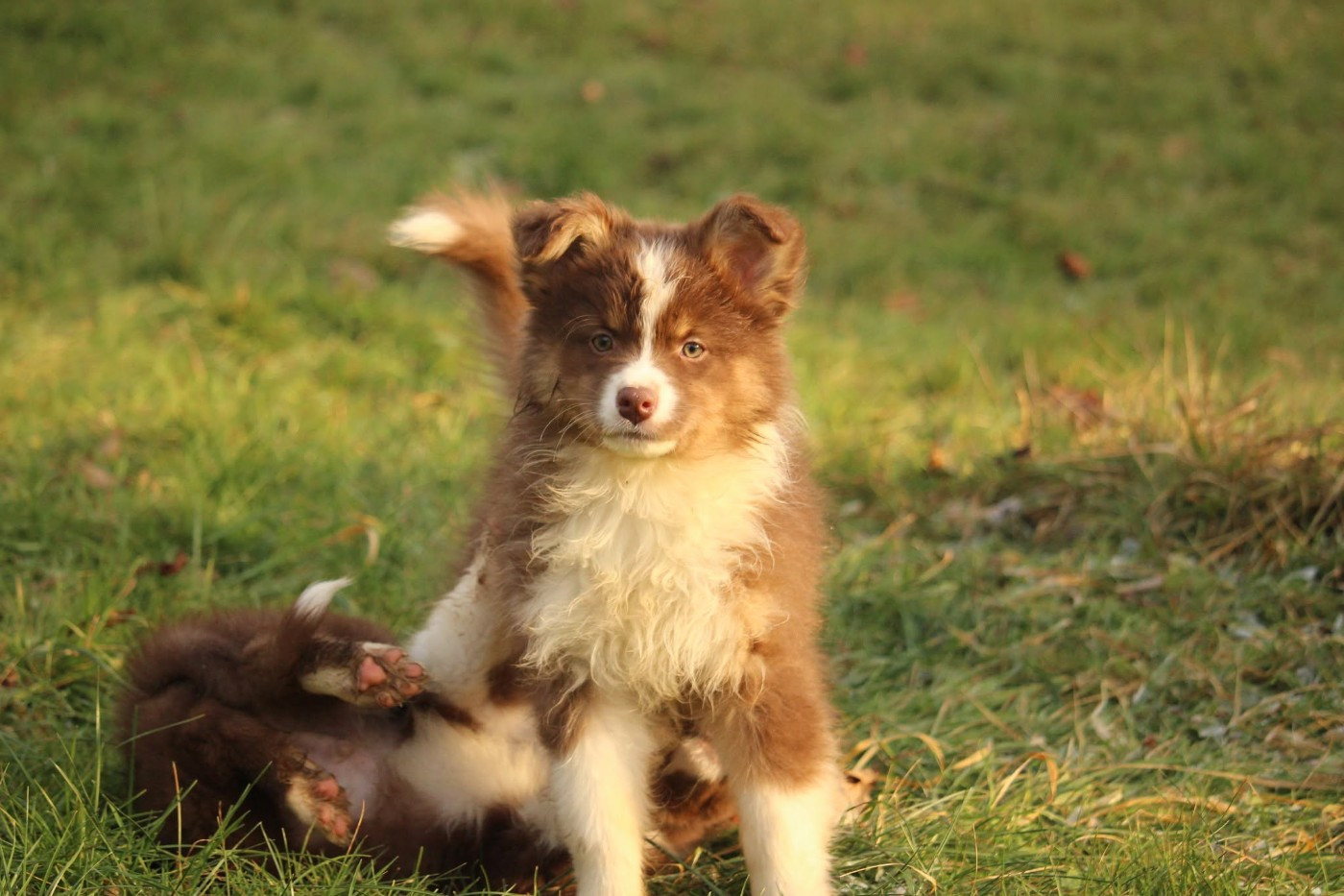 Of The Lion City - Chiots disponibles - Berger Australien
