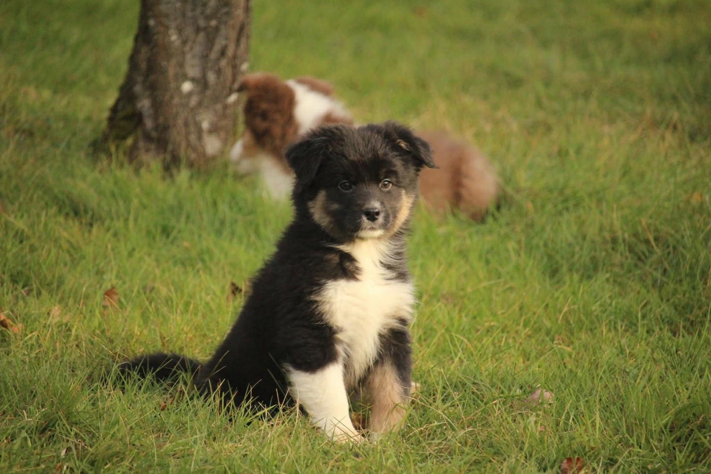 Of The Lion City - Chiots disponibles - Berger Australien