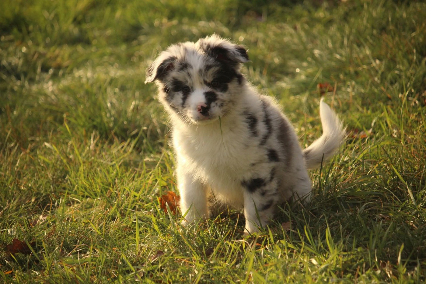 Of The Lion City - Chiots disponibles - Berger Australien