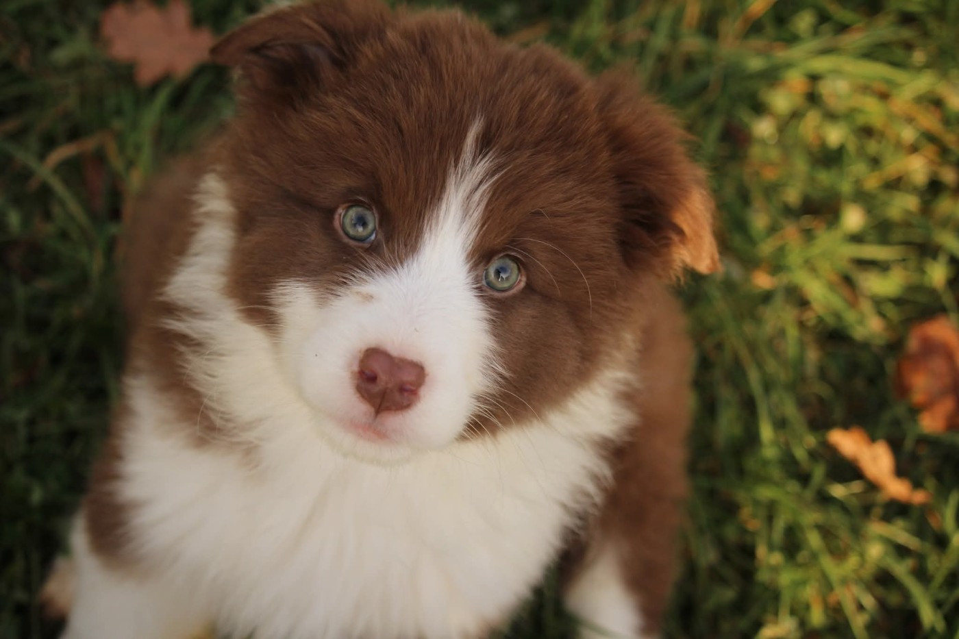 Of The Lion City - Chiots disponibles - Berger Australien