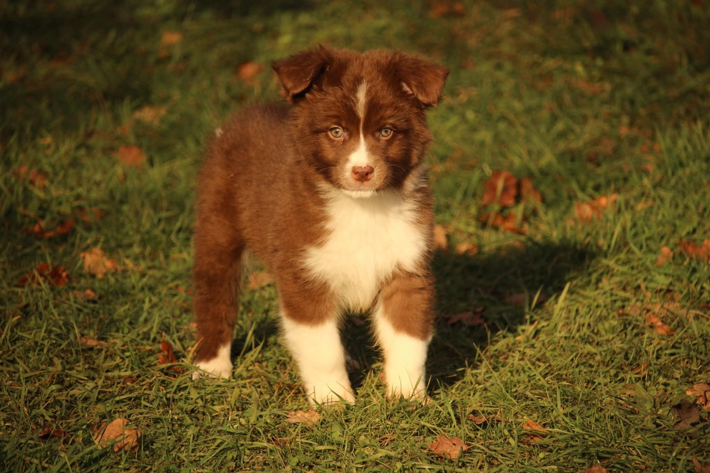 Of The Lion City - Chiots disponibles - Berger Australien