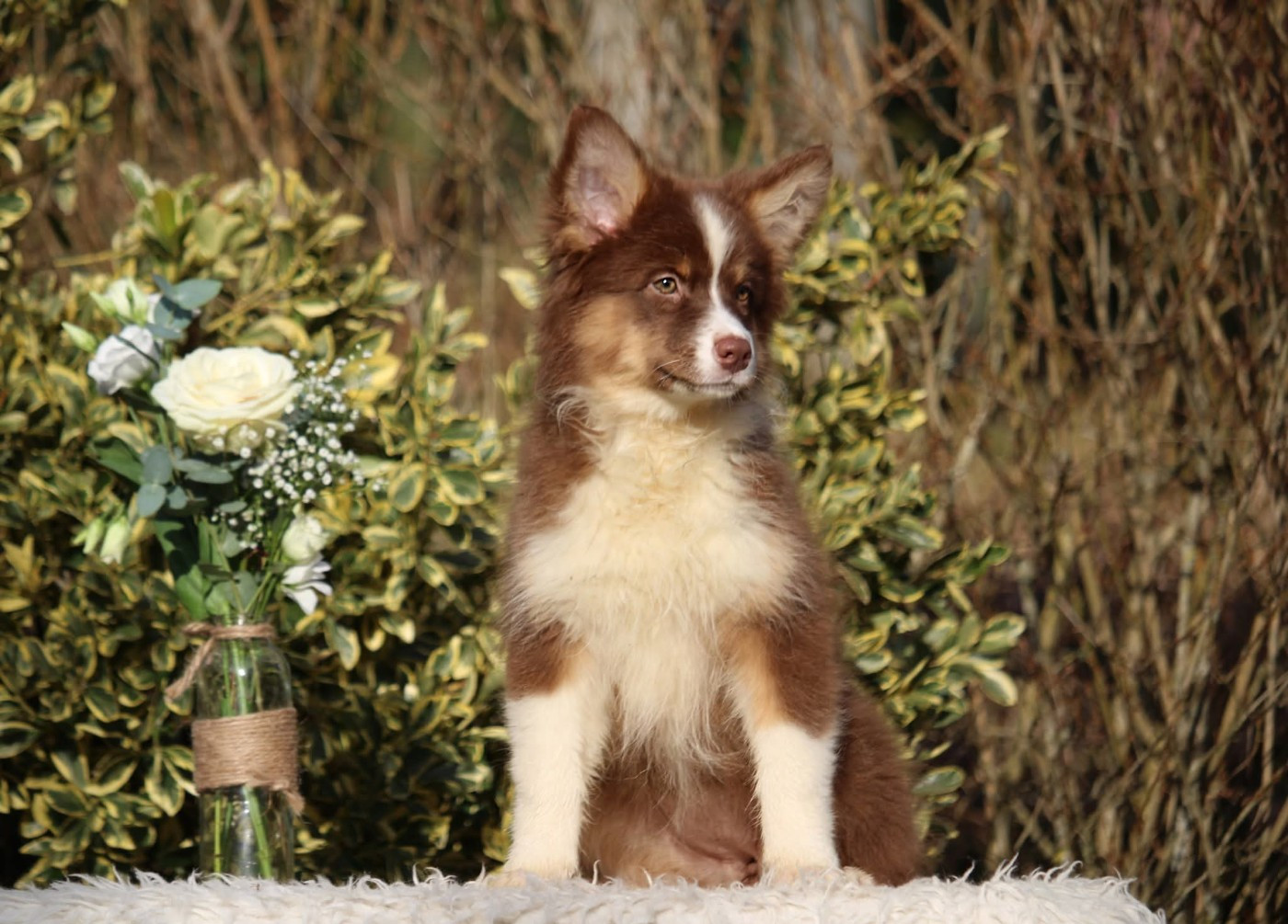 Of The Lion City - Chiots disponibles - Berger Australien