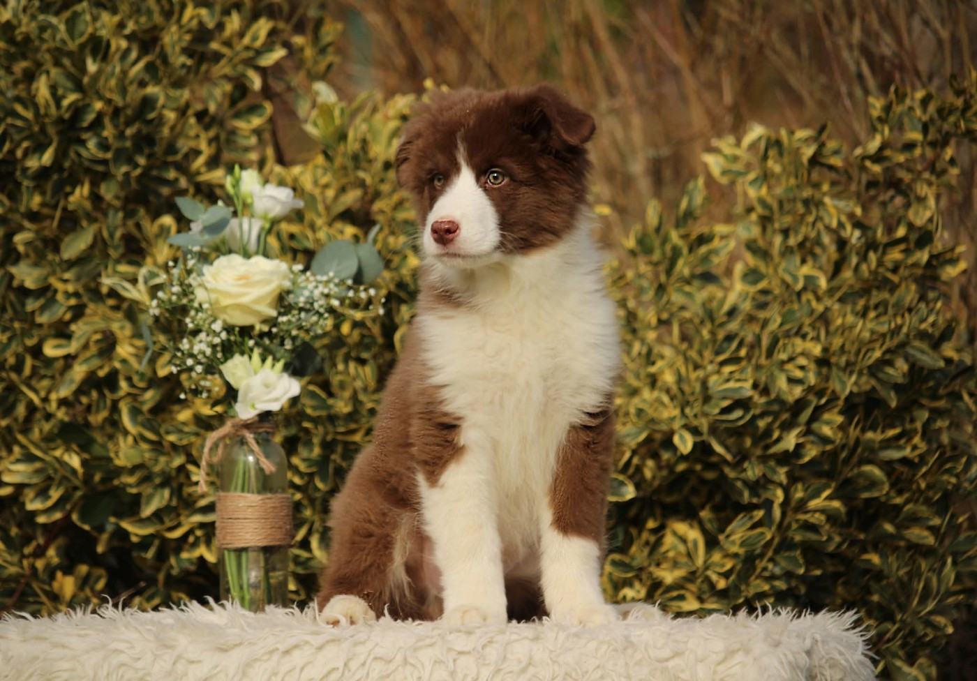 Of The Lion City - Chiots disponibles - Berger Australien
