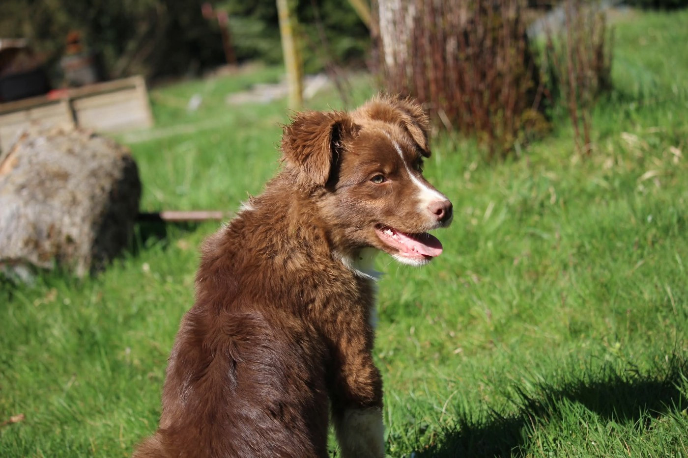Of The Lion City - Chiots disponibles - Berger Australien